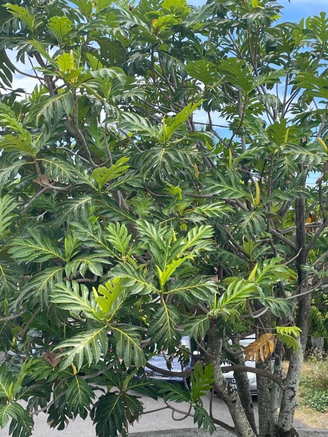 Arbre A Pain Bras-Panon Exterior foto
